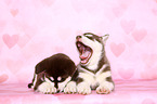 Alaskan Malamute Puppies