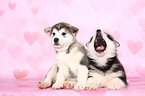 Alaskan Malamute Puppies