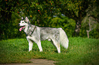 Alaskan Malamute