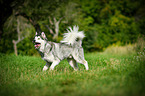 Alaskan Malamute