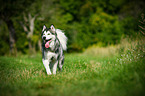 walking Alaskan Malamute