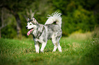 walking Alaskan Malamute