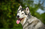 Alaskan Malamute Portrait