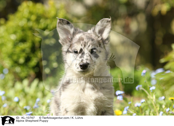Alpenhtehund Welpe / Alpine Shepherd Puppy / KL-10767