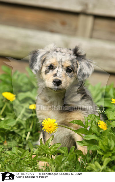 Alpenhtehund Welpe / Alpine Shepherd Puppy / KL-10777