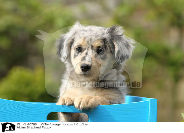 Alpenhtehund Welpe / Alpine Shepherd Puppy / KL-10780
