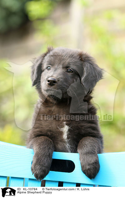 Alpenhtehund Welpe / Alpine Shepherd Puppy / KL-10784