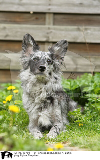 liegender Alpenhtehund / lying Alpine Shepherd / KL-10789