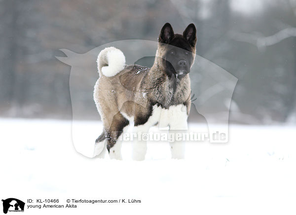 junger American Akita / young American Akita / KL-10466