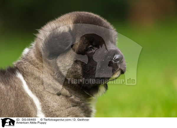 American Akita Welpe / American Akita Puppy / DG-08460