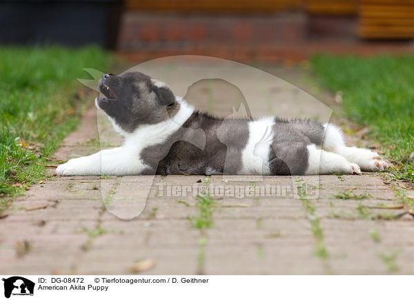 Amerikanischer Akita Welpe / American Akita Puppy / DG-08472