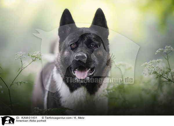 Amerikanischer Akita Portrait / American Akita portrait / KAM-01401