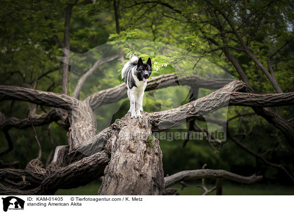 stehender Amerikanischer Akita / standing American Akita / KAM-01405