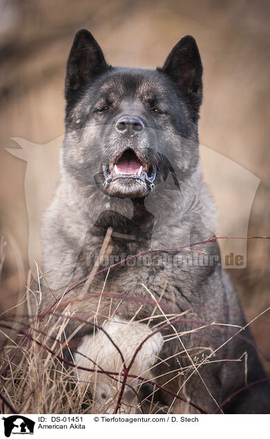 Amerikanischer Akita / American Akita / DS-01451