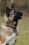 American Akita Portrait