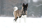 young American Akita