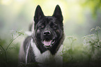 American Akita portrait