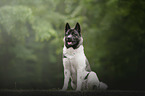 sitting American Akita