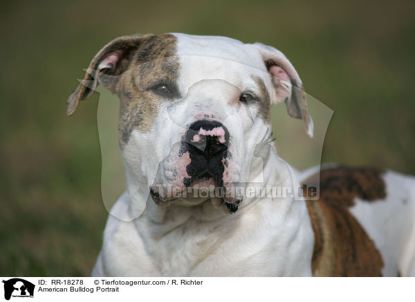 American Bulldog Portrait / American Bulldog Portrait / RR-18278