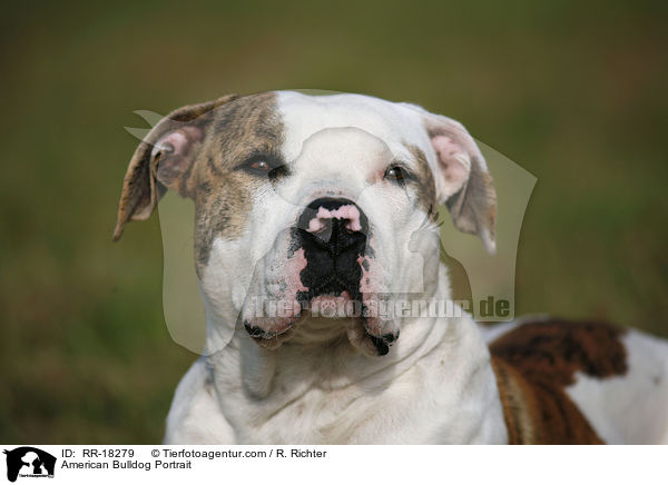American Bulldog Portrait / American Bulldog Portrait / RR-18279