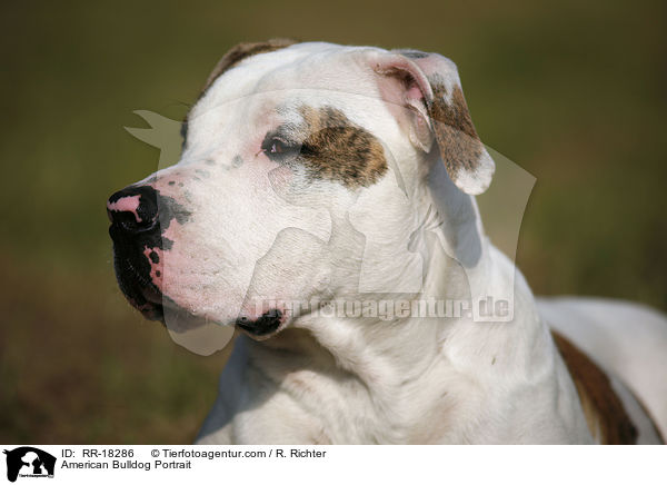 American Bulldog Portrait / American Bulldog Portrait / RR-18286