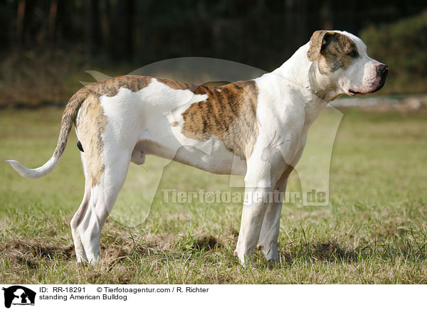 stehende Amerikanische Bulldogge / standing American Bulldog / RR-18291