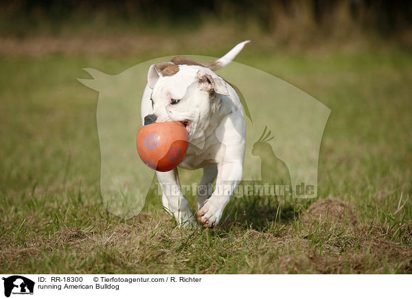 rennende Amerikanische Bulldogge / running American Bulldog / RR-18300