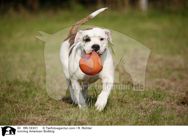 rennende Amerikanische Bulldogge / running American Bulldog / RR-18301