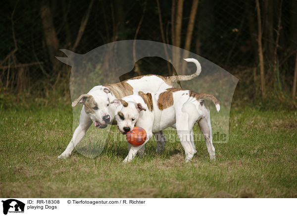 spielende Hunde / playing Dogs / RR-18308
