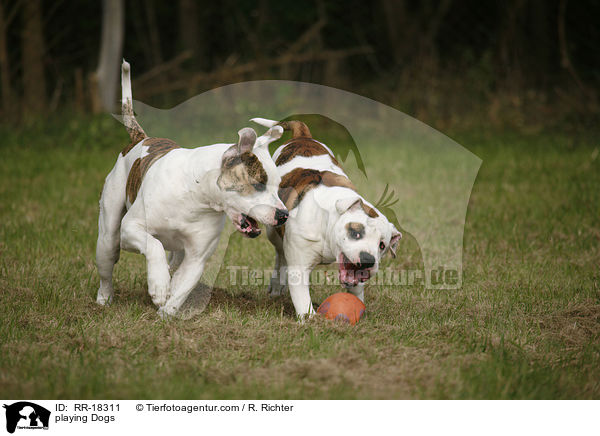 spielende Hunde / playing Dogs / RR-18311