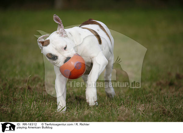 spielender Amerikanische Bulldogge / playing American Bulldog / RR-18312