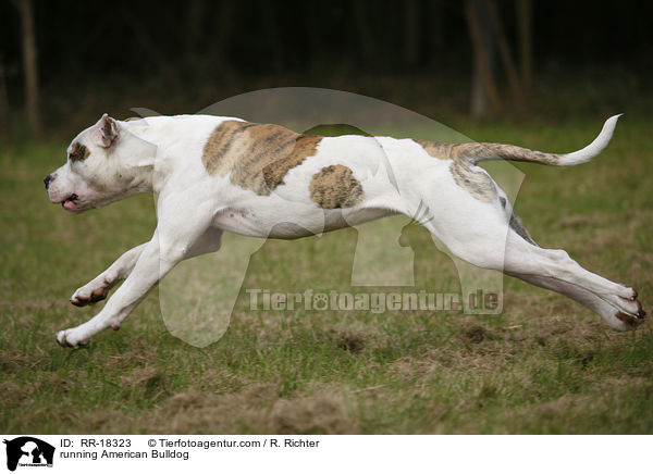 rennende Amerikanische Bulldogge / running American Bulldog / RR-18323
