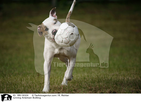 rennende Amerikanische Bulldogge / running American Bulldog / RR-18324