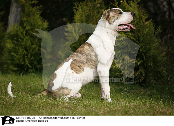 sitzende Amerikanische Bulldogge / sitting American Bulldog / RR-18325