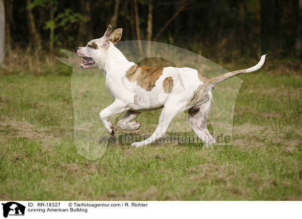 rennende Amerikanische Bulldogge / running American Bulldog / RR-18327