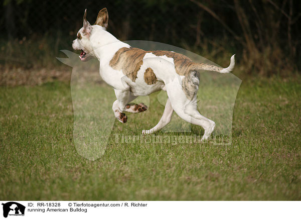 rennende Amerikanische Bulldogge / running American Bulldog / RR-18328