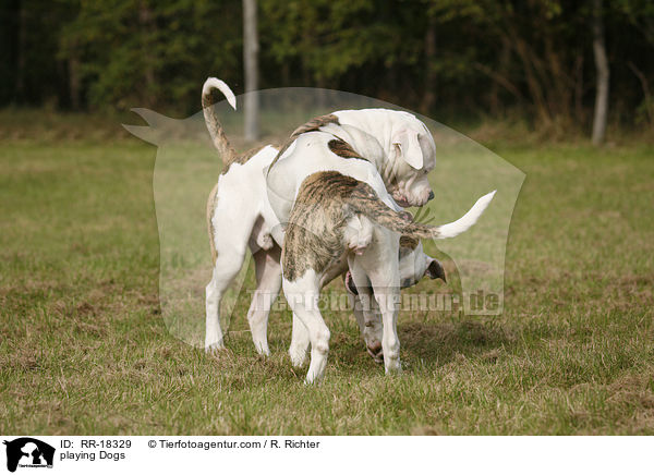spielende Hunde / playing Dogs / RR-18329