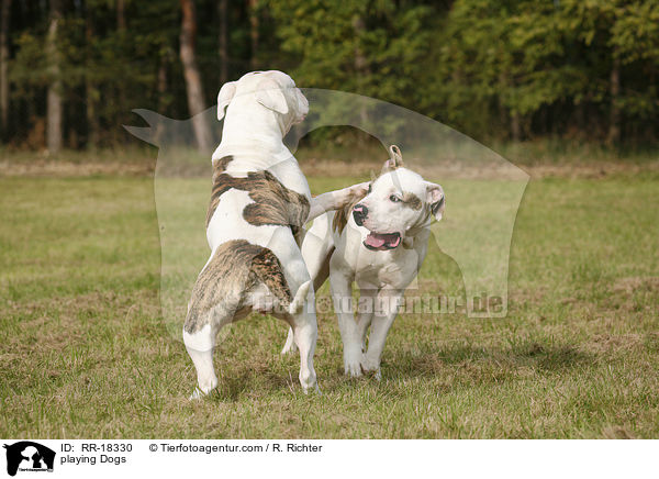 spielende Hunde / playing Dogs / RR-18330