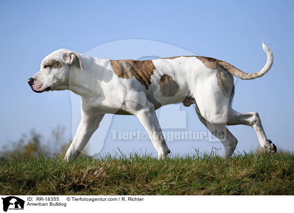 Amerikanische Bulldogge / American Bulldog / RR-18355