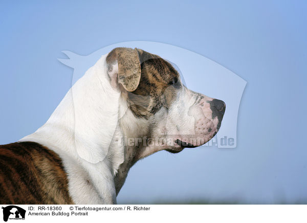 American Bulldog Portrait / American Bulldog Portrait / RR-18360