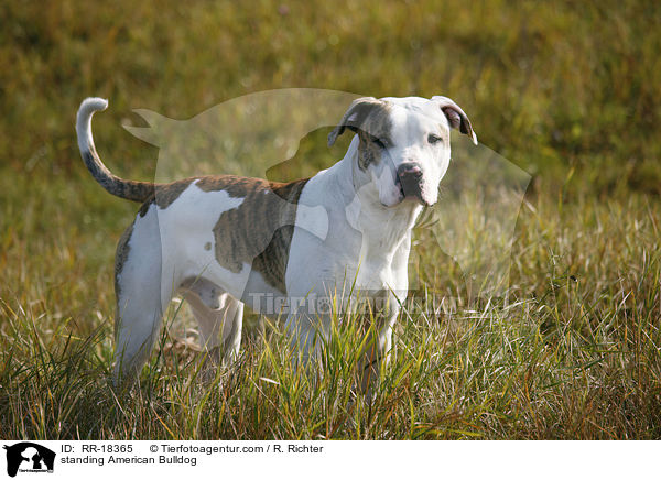 stehende Amerikanische Bulldogge / standing American Bulldog / RR-18365