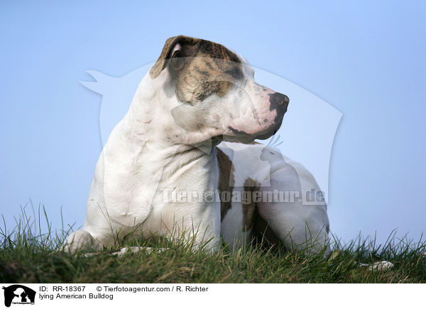 liegende Amerikanische Bulldogge / lying American Bulldog / RR-18367