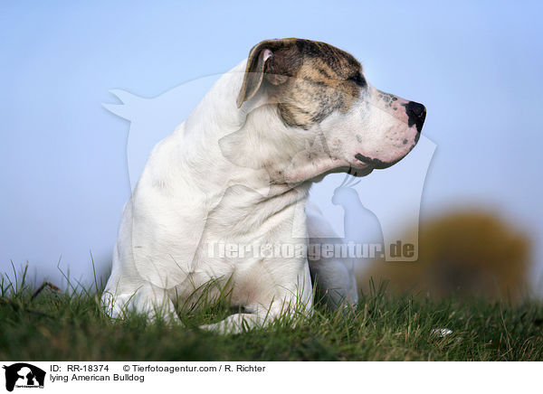 liegende Amerikanische Bulldogge / lying American Bulldog / RR-18374