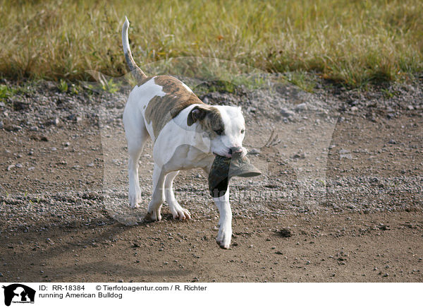 rennende Amerikanische Bulldogge / running American Bulldog / RR-18384
