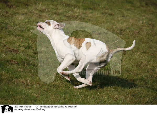 rennende Amerikanische Bulldogge / running American Bulldog / RR-18396