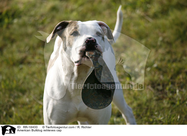 American Bulldog mit Mtze im Maul / American Bulldog retrieves cap / RR-18400