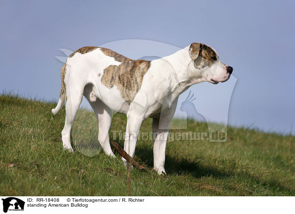 stehender Amerikanische Bulldogge / standing American Bulldog / RR-18408