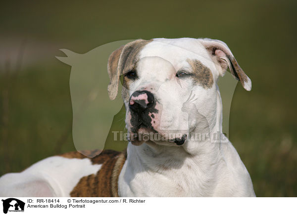American Bulldog Portrait / American Bulldog Portrait / RR-18414