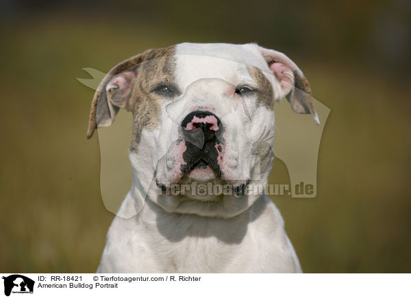 American Bulldog Portrait / American Bulldog Portrait / RR-18421