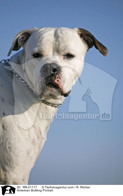 American Bulldog Portrait / American Bulldog Portrait / RR-21117